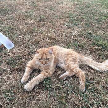Ginger -  Domestic Medium Hair Cat for Adoption in Tulsa, Oklahoma - Ginger | PetCurious