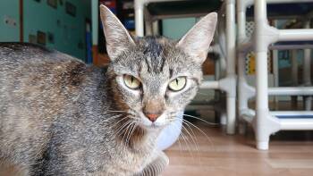 Domestic Short Hair Cats Available for Adoption in Cullowhee, North Carolina - Cori | PetCurious