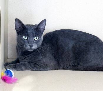 AHSOKA TANO - MY ADOPTION FEE IS HALF PRICE IN JUNE -  Domestic Short Hair Cat for Adoption in San Clemente, California - AHSOKA TANO - MY ADOPTION FEE IS HALF PRICE IN JUNE | PetCurious