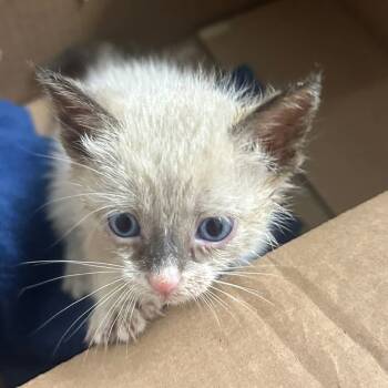 Rescue Domestic Short Hair Cats for Adoption in Houston, Texas - Joey | PetCurious