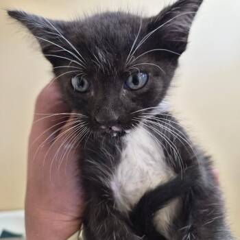 Alfie -  Domestic Medium Hair Cat for Adoption in Corinth, Mississippi - Alfie | PetCurious