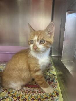 Rescue Domestic Short Hair Cats for Adoption in Brewster, Massachusetts - LUCKY | PetCurious