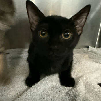 Rescue Domestic Short Hair Cats for Adoption in Titusville, Florida - Elf | PetCurious