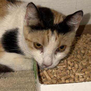 Loli -  Domestic Short Hair Cat for Adoption in Yuma, Arizona - Loli | PetCurious