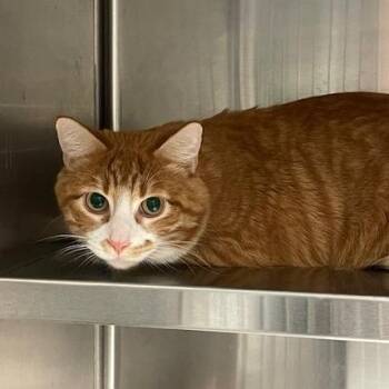 Domestic Short Hair Cats Available for Adoption - Cheddar | PetCurious