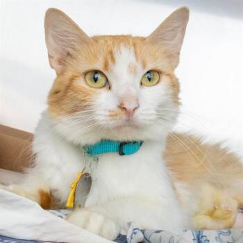 CABARET -  Domestic Medium Hair Cat for Adoption in St. Louis, Missouri - CABARET | PetCurious