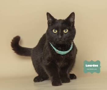 Rescue Domestic Short Hair Cats for Adoption in Wyandotte, Michigan - LOURDES | PetCurious