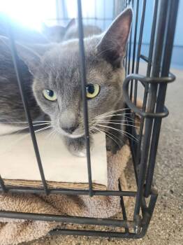 Sage -  Domestic Short Hair Cat for Adoption in Kingman, Arizona - Sage | PetCurious