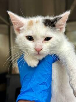 Alice -  Domestic Short Hair Cat for Adoption in Wichita, Kansas - Alice | PetCurious