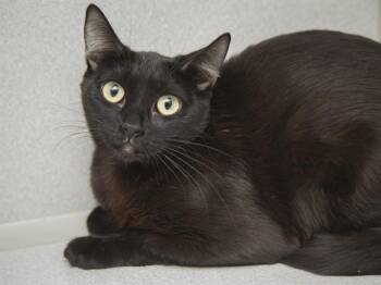Domestic Short Hair Cats Available for Adoption in Phoenix, Arizona - GRAHAM | PetCurious