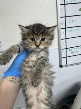 Ruffle -  Domestic Short Hair Cat for Adoption in West Chester, Pennsylvania - Ruffle | PetCurious