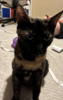 Rescue Domestic Short Hair Cats for Adoption in Lititz, Pennsylvania - Tori | PetCurious