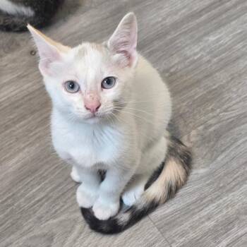 Opal -  Siamese and Domestic Short Hair Cat for Adoption in Goshen, Indiana - Opal | PetCurious