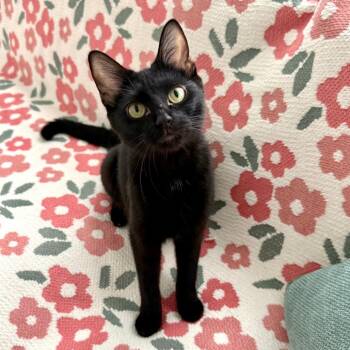 British Shorthair Cats Available for Adoption in Riverwoods, Illinois - Tweet | PetCurious