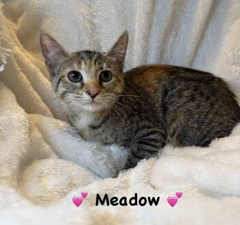 Meadow -  Tabby Cat for Adoption in Copley, Ohio - Meadow | PetCurious