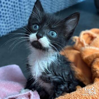 Sugar -  Domestic Short Hair Cat for Adoption in Washington, District Of Columbia - Sugar | PetCurious