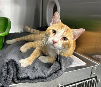 Domestic Short Hair Cats Available for Adoption in Geneva, Illinois - BIG CHEESE | PetCurious