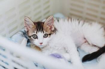 94906a Tickle -  Domestic Short Hair Cat for Adoption in North Charleston, South Carolina - 94906a Tickle | PetCurious