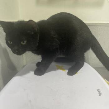 Domestic Short Hair Cats Available for Adoption - Soul | PetCurious