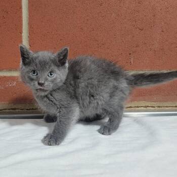 Domestic Short Hair Cats Available for Adoption in Cabot, Arkansas - Griffen (2) | PetCurious