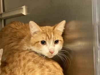 BUDDY ONE -  Domestic Short Hair Cat for Adoption in Tustin, California - BUDDY ONE | PetCurious