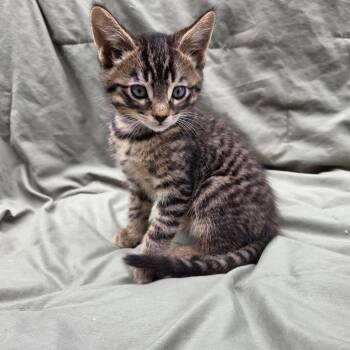 Foxglove (Tan) -  Domestic Short Hair Cat for Adoption in Belfair, Washington - Foxglove (Tan) | PetCurious