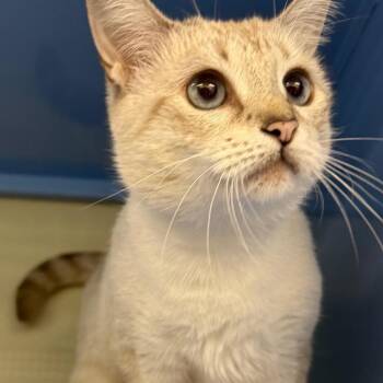 Duchess -  Siamese Cat for Adoption in Sunrise, Florida - Duchess | PetCurious