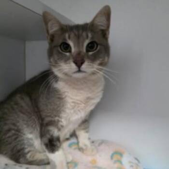 Domestic Short Hair Cats Available for Adoption in Fort Collins, Colorado - Kendrick | PetCurious