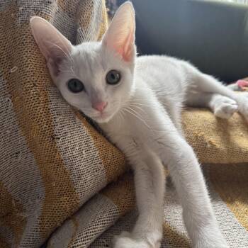 JAMES -  Domestic Short Hair Cat for Adoption in Syracuse, New York - JAMES | PetCurious