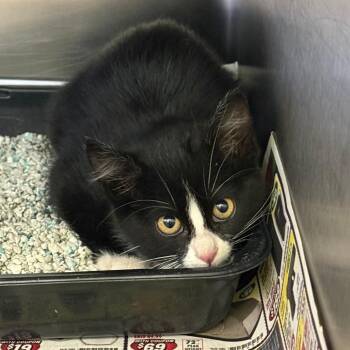 Skunk -  Domestic Short Hair Cat for Adoption in Park City, Utah - Skunk | PetCurious