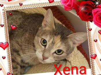 Xena -  Domestic Short Hair Cat for Adoption in Las Vegas, Nevada - Xena | PetCurious
