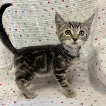 Aqua -  Domestic Short Hair Cat for Adoption in Hawthorne, California - Aqua | PetCurious