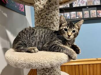 Party -  Domestic Short Hair Cat for Adoption in Emerald Isle, North Carolina - Party | PetCurious