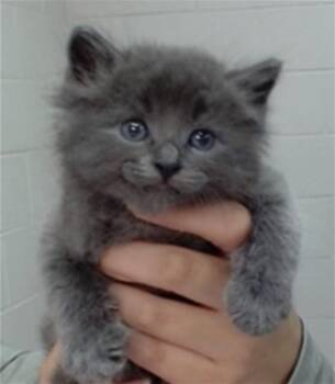CINDER -  Domestic Short Hair Cat for Adoption in Salinas, California - CINDER | PetCurious