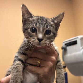 FWT Lacy -  Domestic Short Hair Cat for Adoption in Midland, Texas - FWT Lacy | PetCurious