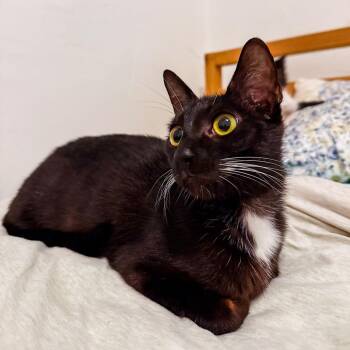 Domestic Short Hair Cats Available for Adoption in San Diego, California - Martini | PetCurious