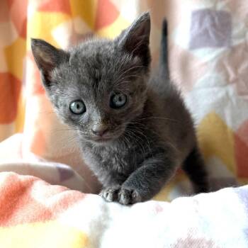 Kumquat -  Russian Blue Cat for Adoption in Kansas City, Kansas - Kumquat | PetCurious