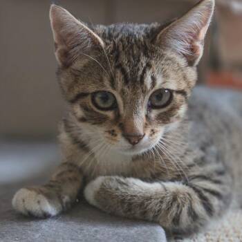 Ollie -  Domestic Short Hair Cat Available for Adoption in Las Vegas, Nevada - Ollie | PetCurious