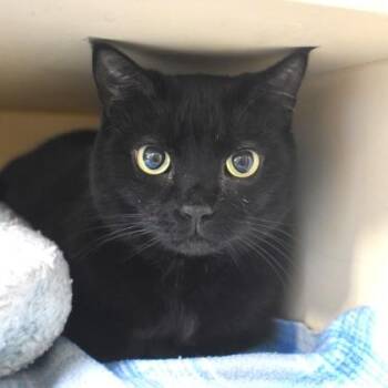 Domestic Short Hair Cats Available for Adoption in Flagstaff, Arizona - Smudge | PetCurious