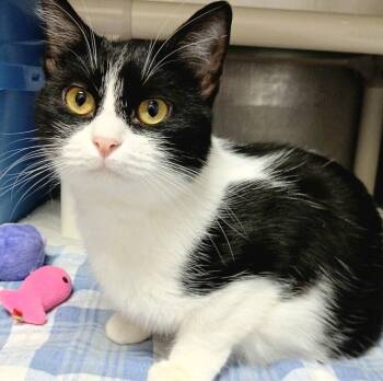 Rescue Domestic Short Hair Cats for Adoption in Sunrise Beach, Missouri - Mistletoe | PetCurious