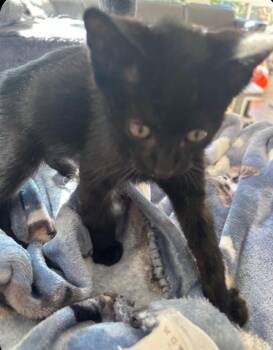 Vern -  Domestic Short Hair Cat for Adoption in Lincoln, California - Vern | PetCurious