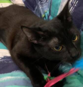 Bombay and Domestic Short Hair Cats Available for Adoption in Liverpool, Texas - Kira | PetCurious