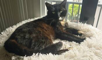 Domestic Short Hair Cats Available for Adoption - Hercules | PetCurious