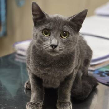 Heather -  Domestic Short Hair Cat for Adoption in Wickenburg, Arizona - Heather | PetCurious