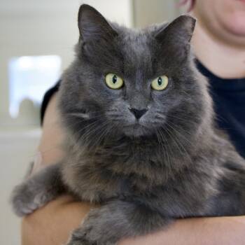Rescue Domestic Short Hair Cats for Adoption in Harrisonburg, Virginia - Janet | PetCurious