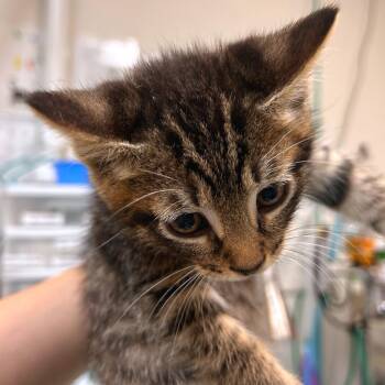 Rio -  Domestic Short Hair Cat for Adoption in Woodinville, Washington - Rio | PetCurious