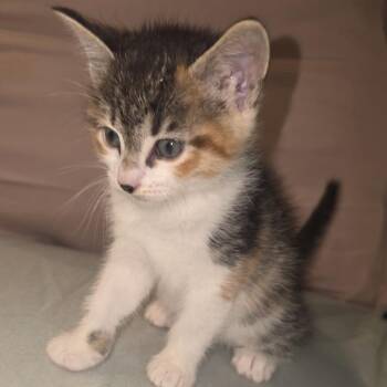 Mimeow -  American Shorthair Cat for Adoption in Livingston, Texas - Mimeow | PetCurious