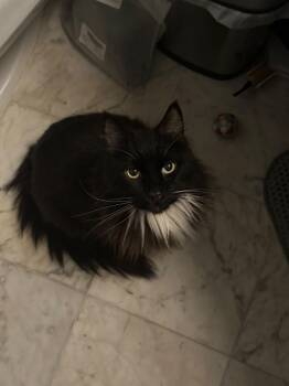 Bastian (Bah-stee-AHn) -  Maine Coon and Tuxedo Cat for Adoption in New York, New York - Bastian (Bah-stee-AHn) | PetCurious