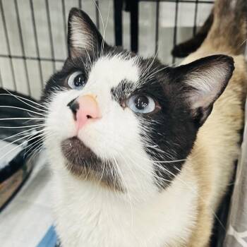 Berron -  Snowshoe Cat for Adoption in Marysville, Ohio - Berron | PetCurious