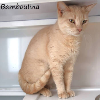 Rescue Domestic Short Hair Cats for Adoption in Yucaipa, California - Bamboulina | PetCurious